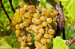 葡萄籽粉可以做面膜嗎(葡萄籽做面膜怎么做)