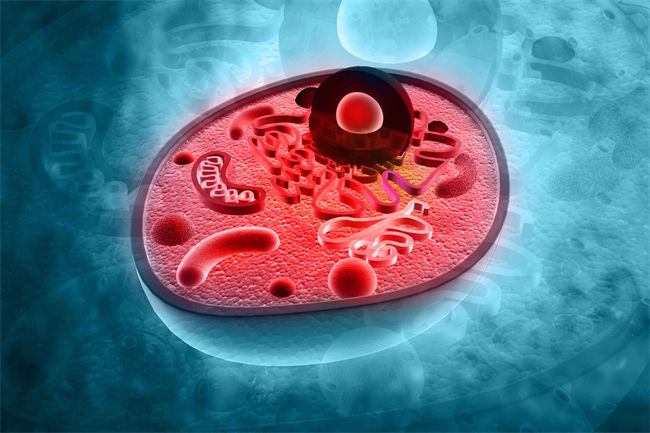 細(xì)胞營(yíng)養(yǎng)液