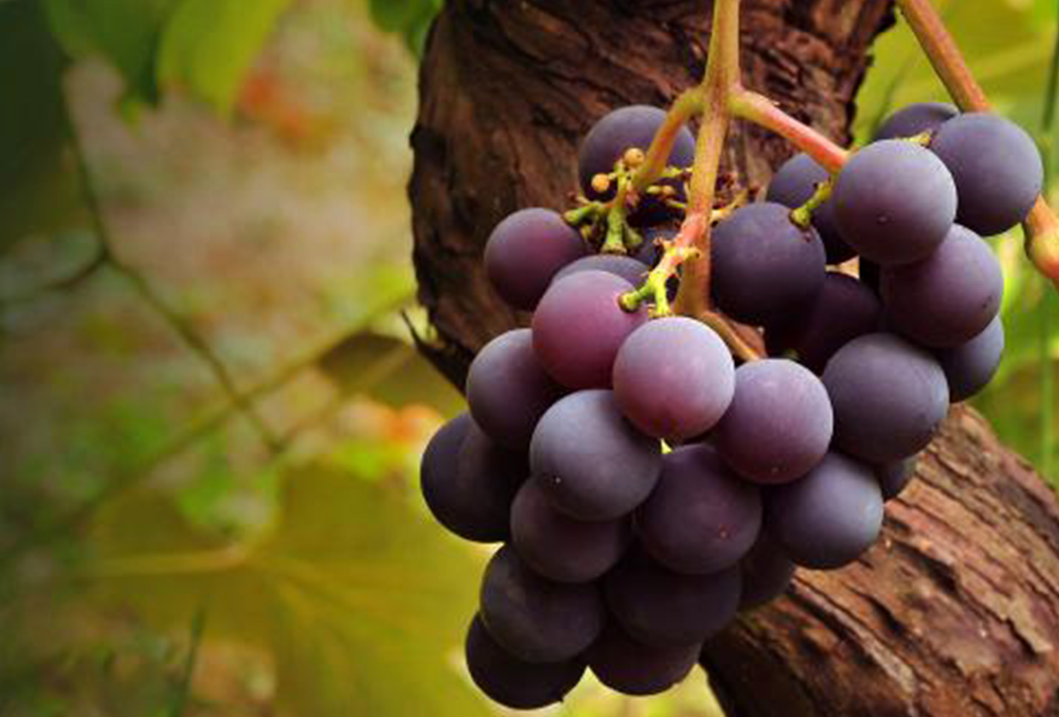 <b>花青素和原花青素有什么不同之處？</b>